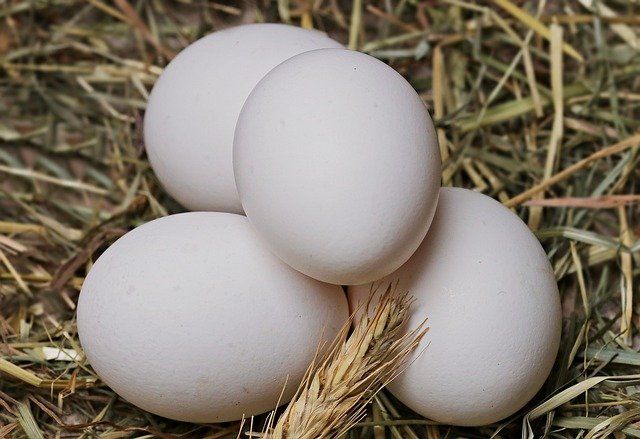 अंडे से होने वाले फ़ायदे और नुकसान