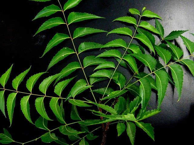 नीम से होने वाले फायदे – Benefits of neem in hindi