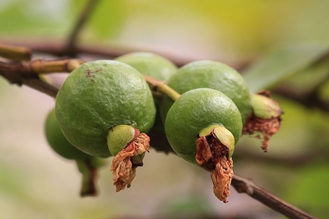 अमरुद से होने वाले फायदे – benefits of guava